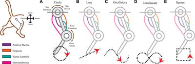 Edge Computing in Nature: Minimal pre-processing of multi-muscle ensembles of spindle signals improves discriminability of limb movements